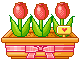 tulips